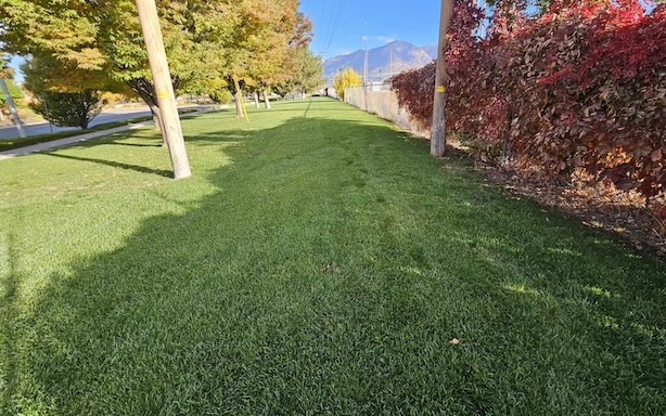 lawn