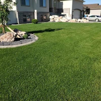 Pristine Lawn in Front of House