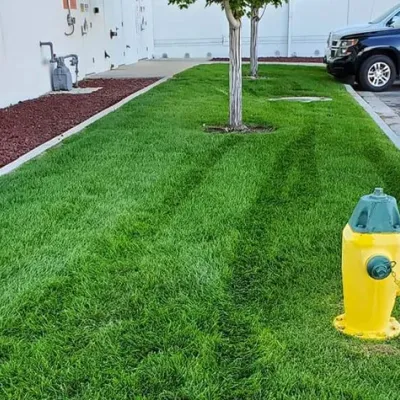 after image, full healthy green grass