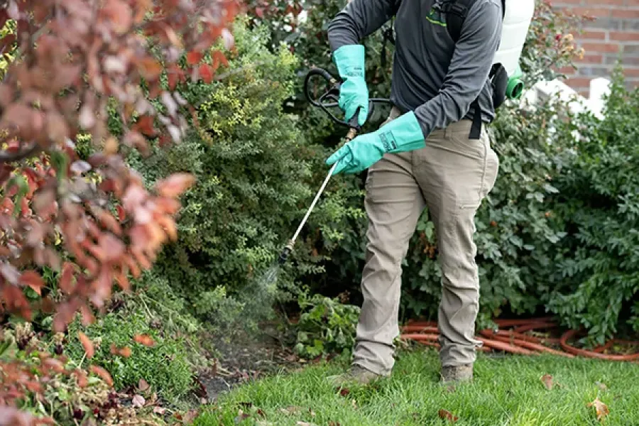 tech-spraying-shrubs