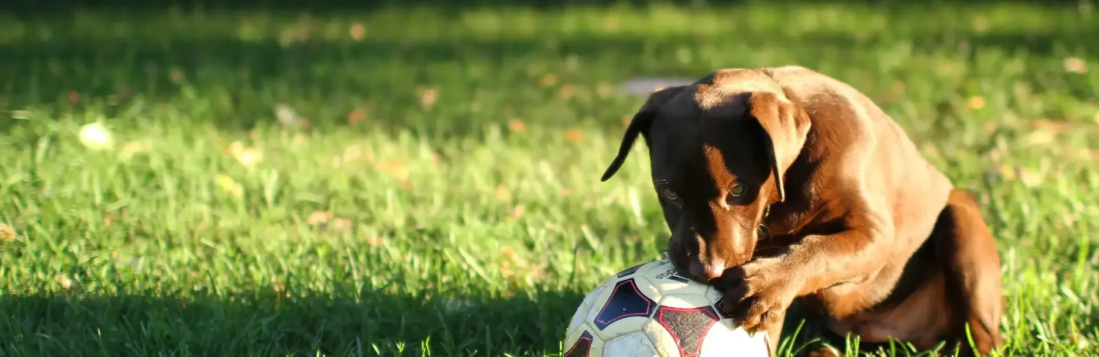green lawn with brown lab puppy