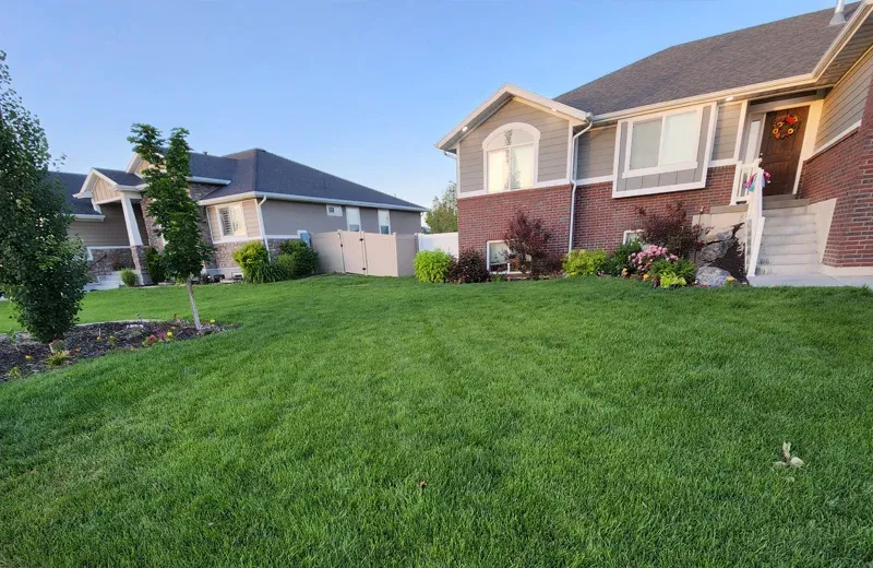 green healthy front lawn