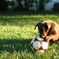 green lawn with brown lab puppy