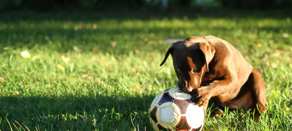 green lawn with brown lab puppy
