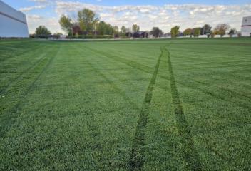 lawn