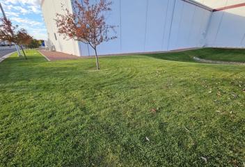 lawn