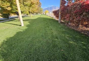 lawn