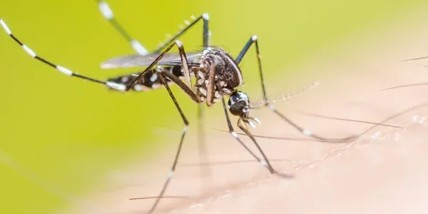 mosquito on someone's arm
