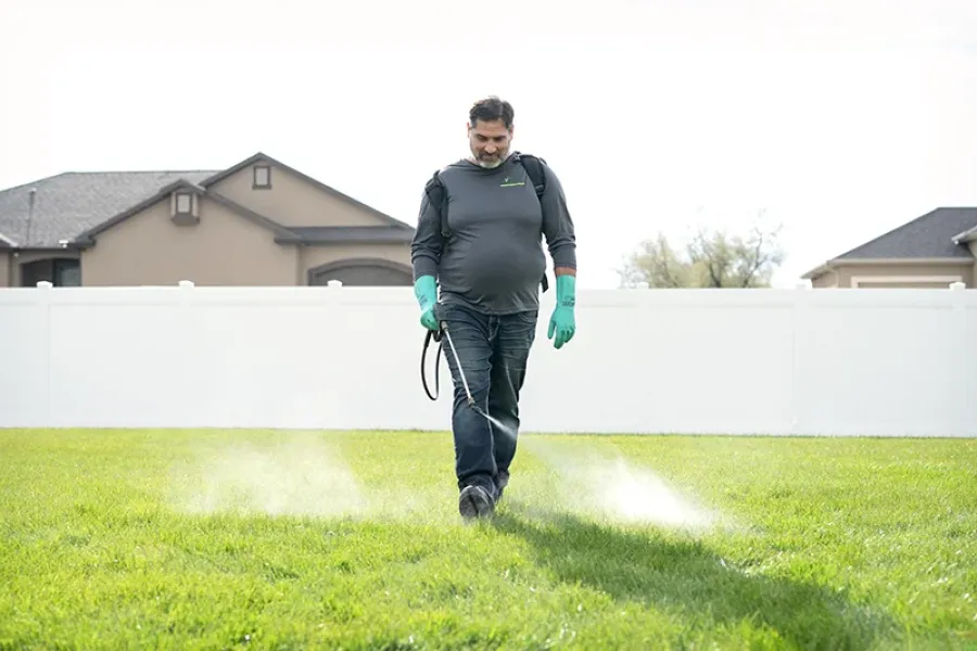 spraying-lawn