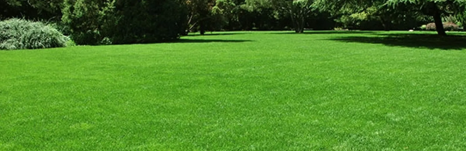 a pest-free lawn