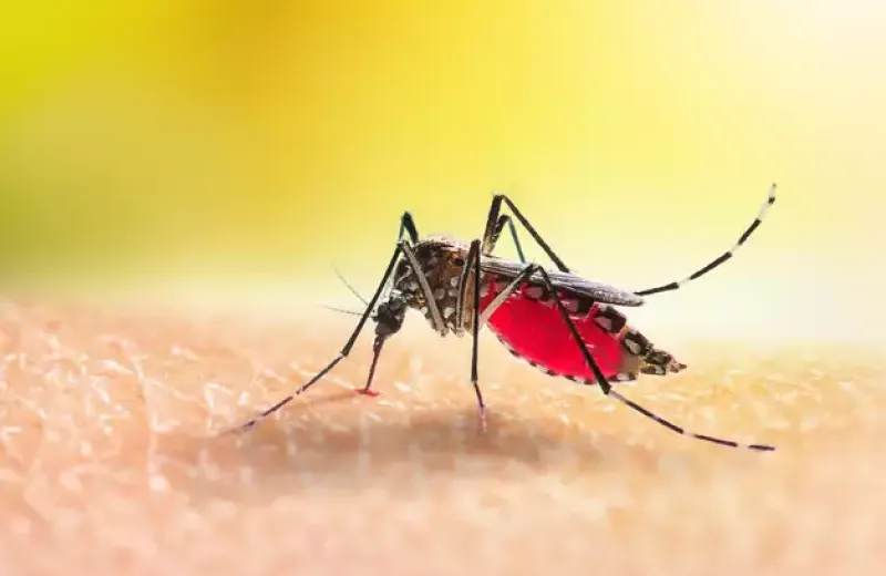 a close up of a mosquito on skin