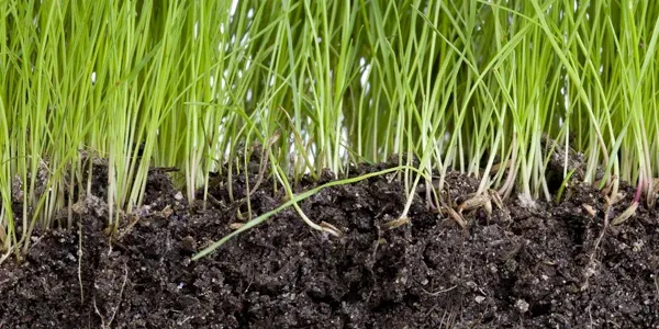 grass roots